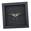Papilio xuthus Resting Hawaii Butterfly Framed Taxidermy Moonlight Display