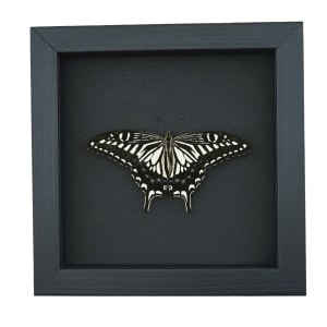 Papilio xuthus Resting Hawaii Butterfly Framed Taxidermy Moonlight Display