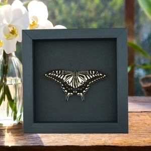 Papilio xuthus Resting Hawaii Butterfly Framed Taxidermy Moonlight Display