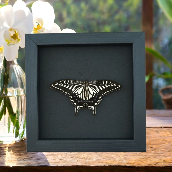 Papilio xuthus Resting Hawaii Butterfly Framed Taxidermy Moonlight Display Papilio xuthus Resting Hawaii Butterfly Framed Taxidermy Moonlight Display