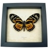 Orange Tiger Butterfly Papilio zagreus Real Framed Taxidermy Display