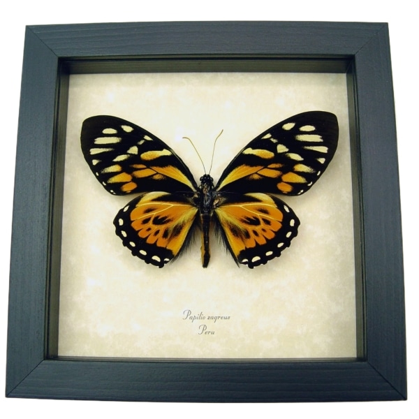 Orange Tiger Butterfly Papilio zagreus Real Framed Taxidermy Display