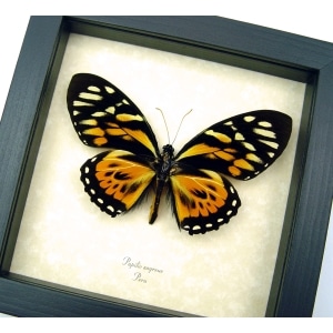 Orange Tiger Butterfly Papilio zagreus Real Framed Taxidermy Display