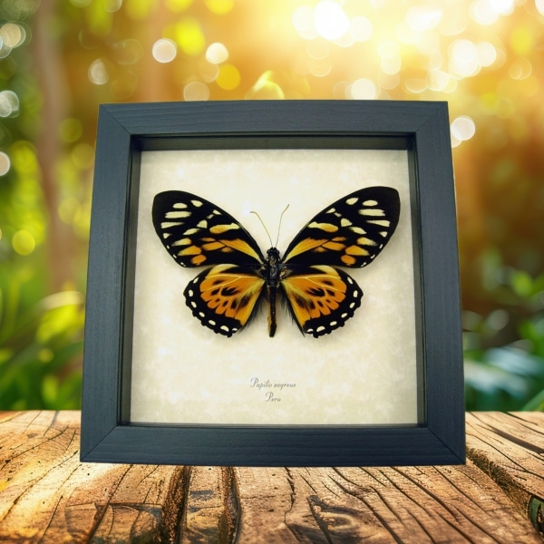 Orange Tiger Butterfly Papilio zagreus Real Framed Taxidermy Display Orange Tiger Butterfly Papilio zagreus Real Framed Taxidermy Display