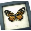 Orange Tiger Butterfly Papilio zagreus Real Framed Taxidermy Display