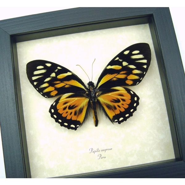 Orange Tiger Butterfly Papilio zagreus Real Framed Taxidermy Display