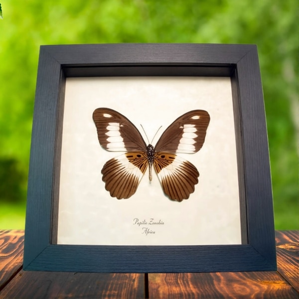 African Swallowtail Butterfly Papilio zenobia verso Framed Taxidermy Display