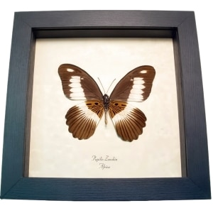 African Swallowtail Butterfly Papilio zenobia verso Framed Taxidermy Display