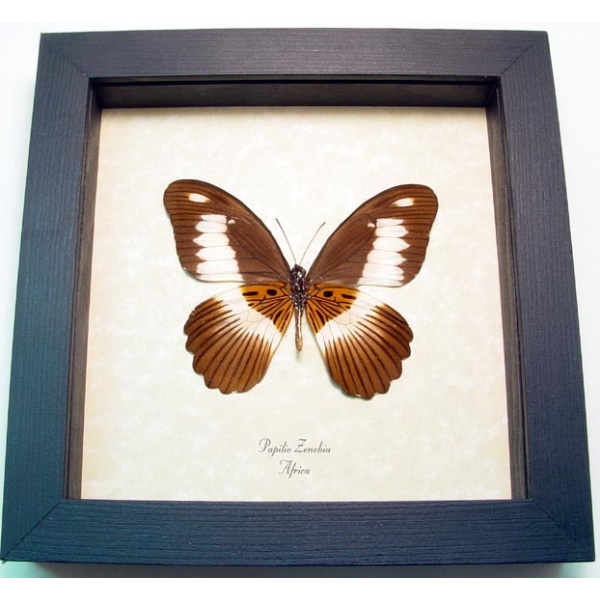 Papilio zenobia verso Swallowtail Butterfly Framed Taxidermy Display