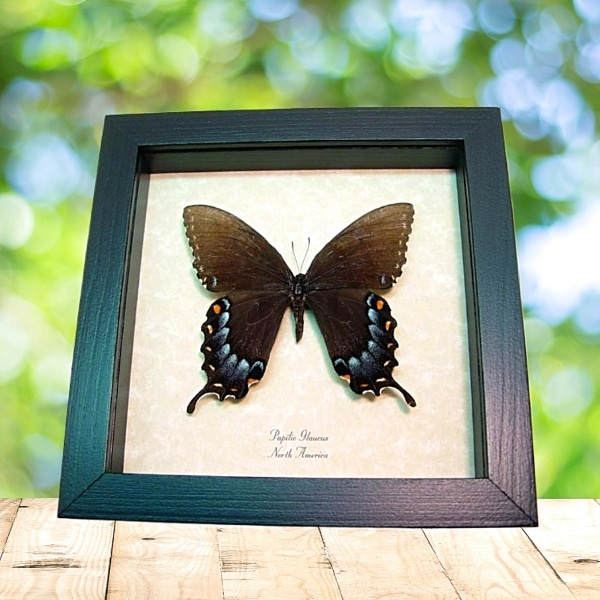 Papilio Glaucus Female Dark Form Butterfly Framed Taxidermy Display