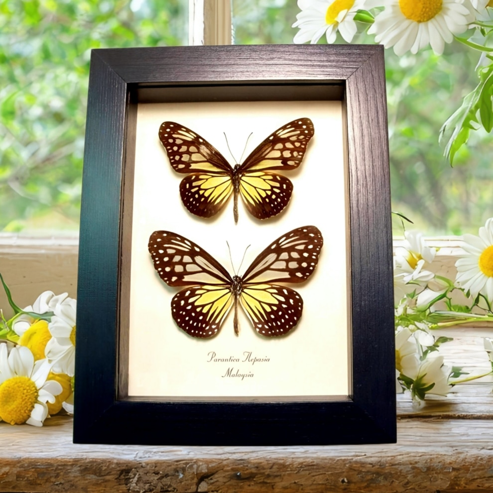 Yellow Glassy Butterfly Parantica aspasia pair Framed Taxidermy Display