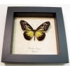 Parantica aspasia Yellow Glassy Tiger Butterfly Framed Taxidermy Display