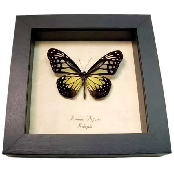 Yellow Glassy Butterfly Parantica aspasia Framed Taxidermy Display