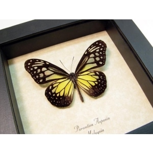 Parantica aspasia Yellow Glassy Tiger Butterfly Framed Taxidermy Display
