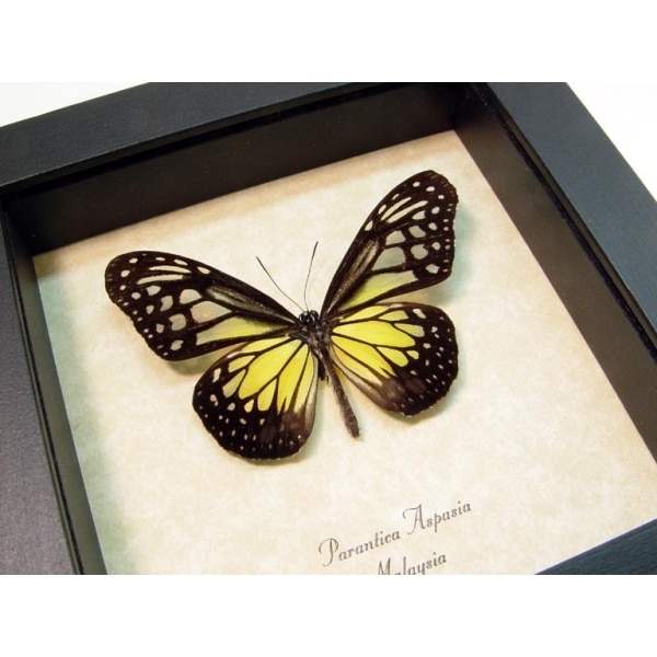 Parantica aspasia Yellow Glassy Tiger Butterfly Framed Taxidermy Display