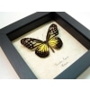 Parantica aspasia Yellow Glassy Tiger Butterfly Framed Taxidermy Display