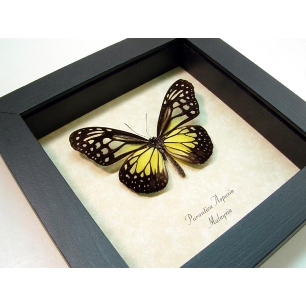 Parantica aspasia Yellow Glassy Tiger Butterfly Framed Taxidermy Display