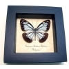 Pareronia boebera Wanderer Powder Blue Butterfly Framed Taxidermy Display