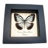 Powder Blue Butterfly Pareronia boebera Framed Taxidermy Display
