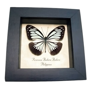 Powder Blue Butterfly Pareronia boebera Framed Taxidermy Display
