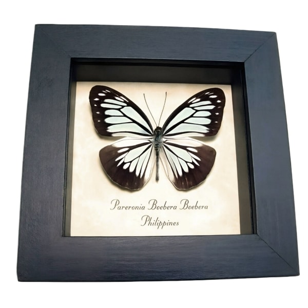 Powder Blue Butterfly Pareronia boebera Framed Taxidermy Display