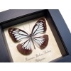 Pareronia boebera Wanderer Powder Blue Butterfly Framed Taxidermy Display