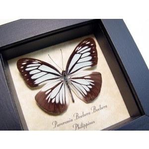 Pareronia boebera Wanderer Powder Blue Butterfly Framed Taxidermy Display