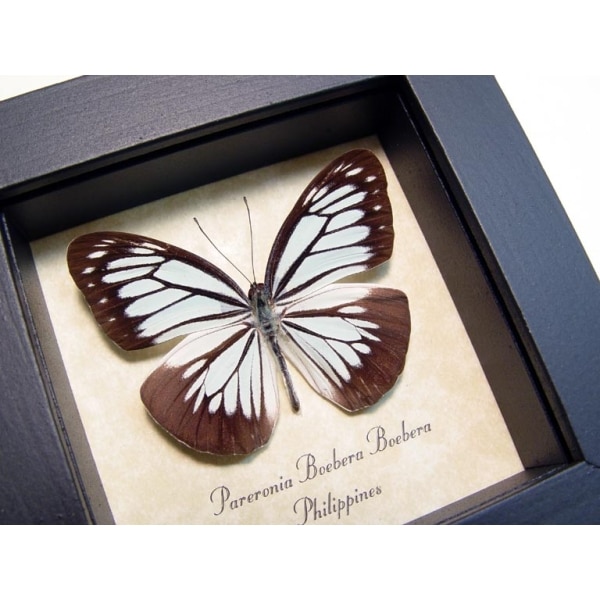 Pareronia boebera Wanderer Powder Blue Butterfly Framed Taxidermy Display