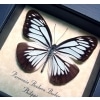 Pareronia boebera Wanderer Powder Blue Butterfly Framed Taxidermy Display