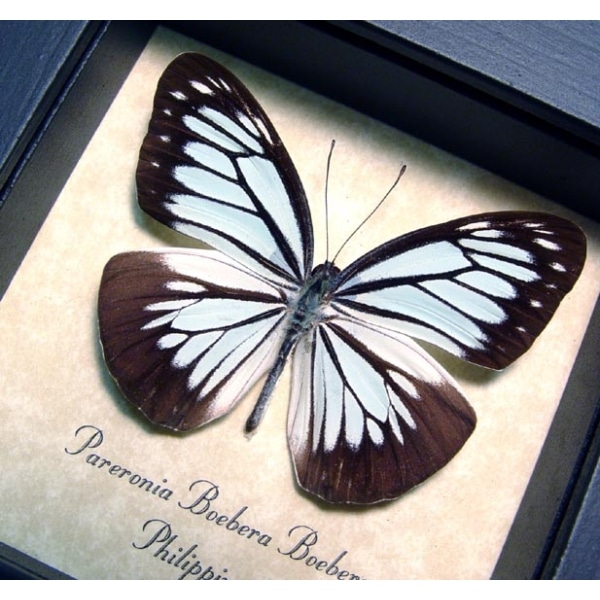Pareronia boebera Wanderer Powder Blue Butterfly Framed Taxidermy Display