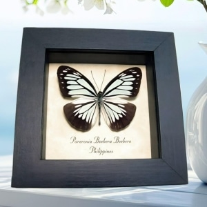 Powder Blue Butterfly Pareronia boebera Framed Taxidermy Display