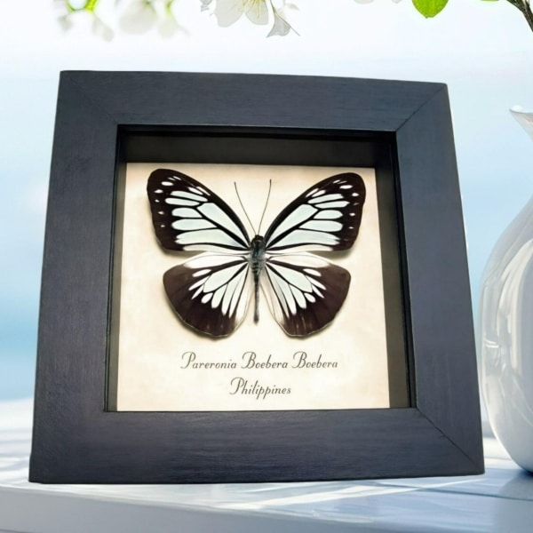 Powder Blue Butterfly Pareronia boebera Framed Taxidermy Display