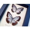 Pareronia boebera Pair Powder Blue Butterflies Framed Taxidermy Display