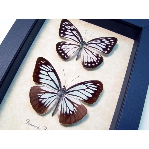 Pareronia boebera Pair Powder Blue Butterflies Framed Taxidermy Display