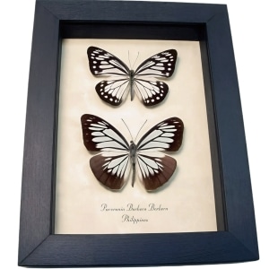 Powder Blue White Butterflies Pareronia boebera Pair Framed Taxidermy Display