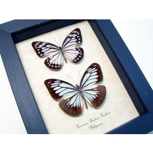 Pareronia boebera Pair Powder Blue Butterflies Framed Taxidermy Display