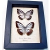 Pareronia boebera Pair Powder Blue Butterflies Framed Taxidermy Display