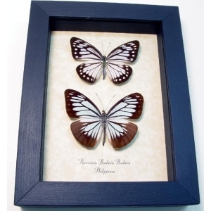 Pareronia boebera Pair Powder Blue Butterflies Framed Taxidermy Display