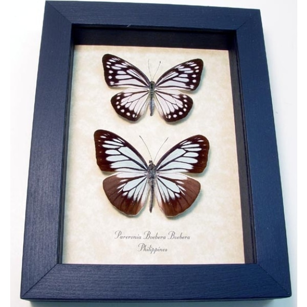 Pareronia boebera Pair Powder Blue Butterflies Framed Taxidermy Display