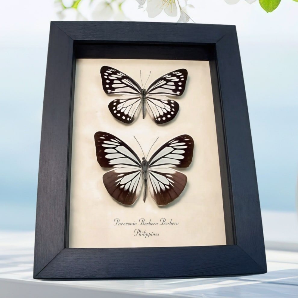 Powder Blue White Butterflies Pareronia boebera Pair Framed Taxidermy Display Powder Blue White Butterflies Pareronia boebera Pair Framed Taxidermy Display