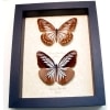 Pareronia tritea Pair Blue Butterflies Framed Taxidermy Display