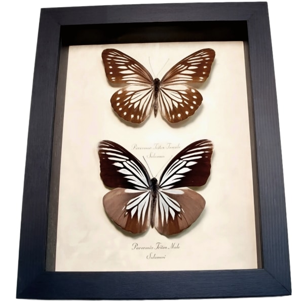 Powder Blue White Butterflies Pareronia tritea Pair Framed Taxidermy Display