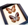 Pareronia tritea Pair Blue Butterflies Framed Taxidermy Display