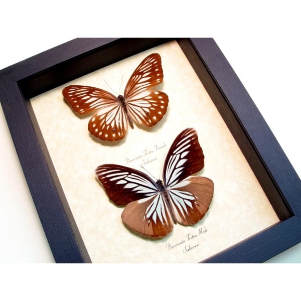 Pareronia tritea Pair Blue Butterflies Framed Taxidermy Display