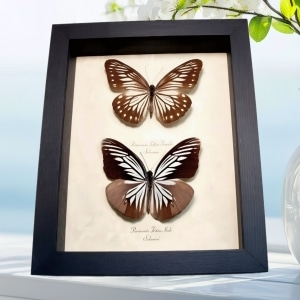 Powder Blue White Butterflies Pareronia tritea Pair Framed Taxidermy Display