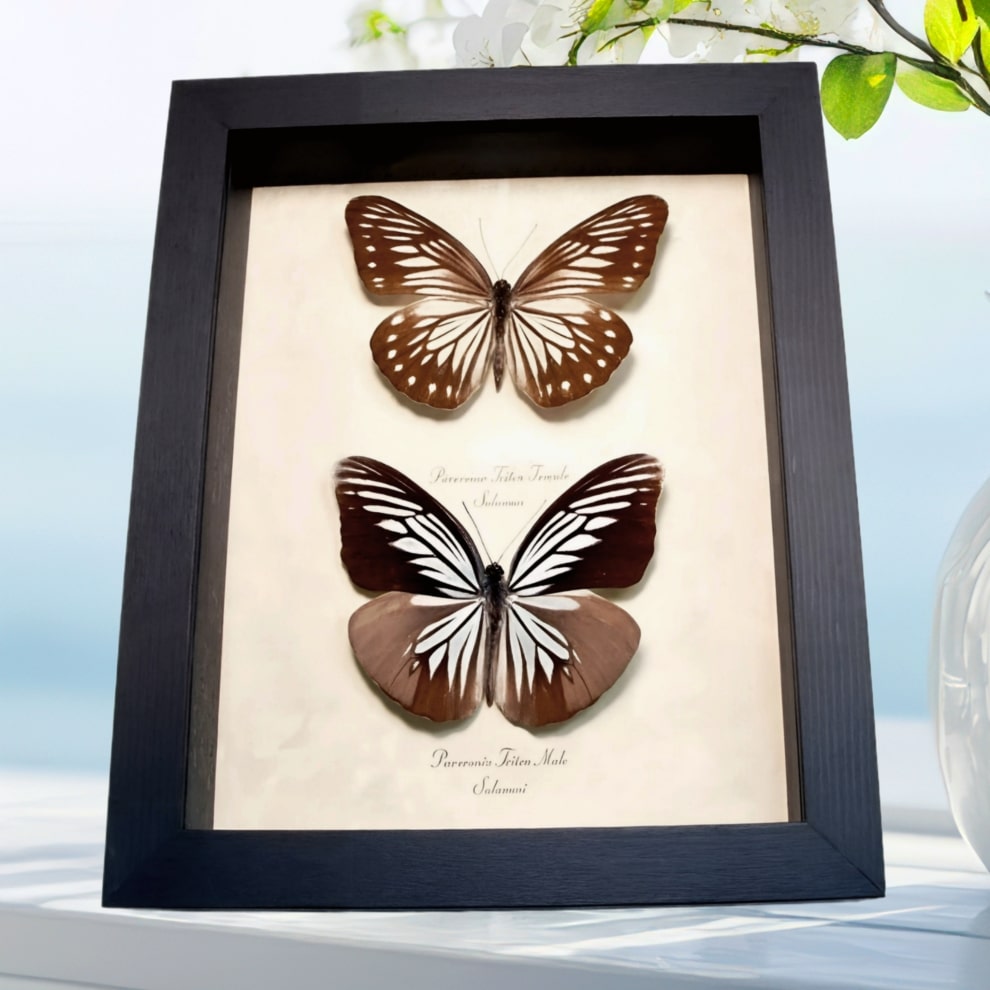 Powder Blue White Butterflies Pareronia tritea Pair Framed Taxidermy Display