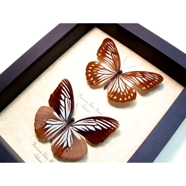 Pareronia tritea Pair Blue Butterflies Framed Taxidermy Display Species: Pareronia tritea Pair Interesting Traits: Large powder blue butterfly Native Origin: Sulawesi Frame Size: 6 1/2″x 8 ″ Frame Color: black Wood Frame: Finest Handmade Museum Quality Sealed Shadowbox Display. Glass: 99% UV Blocking Museum Grade Conservation Glass to Prevent Insect Fading.