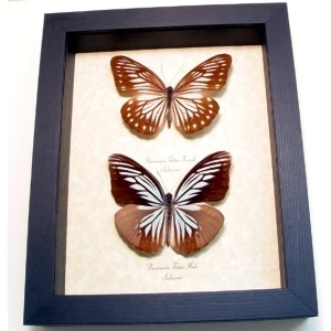 Pareronia tritea Pair Blue Butterflies Framed Taxidermy Display