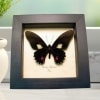 Real Framed Black Butterfly Parides nephalion Taxidermy Display