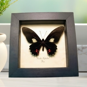 Real Framed Black Butterfly Parides nephalion Taxidermy Display